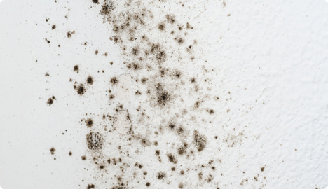 Chất g&acirc;y dị ứng Nấm mốc