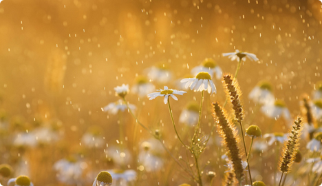 Chất g&acirc;y dị ứng Phấn hoa