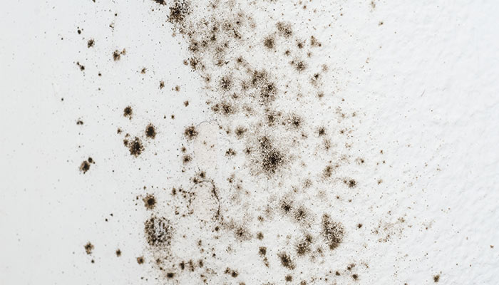 Chất gây dị ứng trong nhà