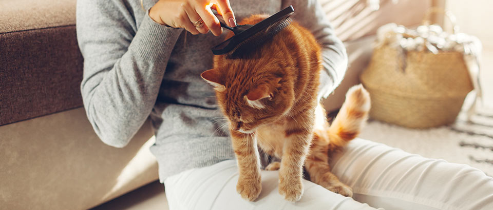 Chất g&acirc;y dị ứng trong nh&agrave; - L&ocirc;ng th&uacute; cưng, thực trạng về dị ứng